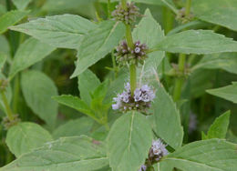 Image of wild mint