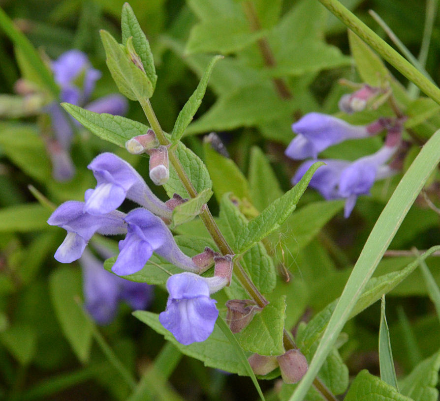 Image of common scullcap