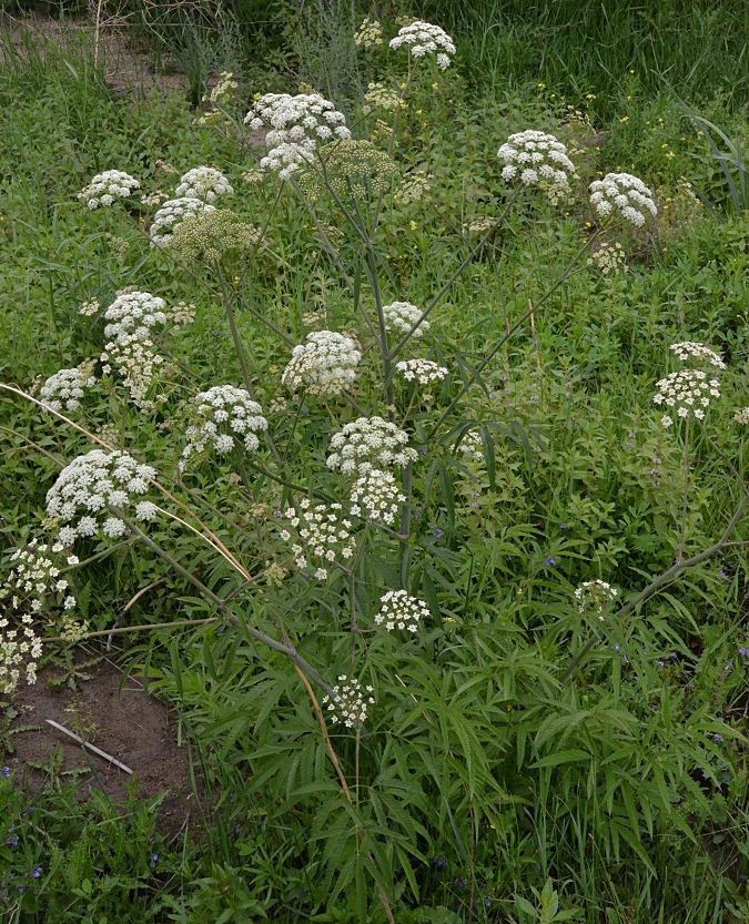 Image of spotted water hemlock