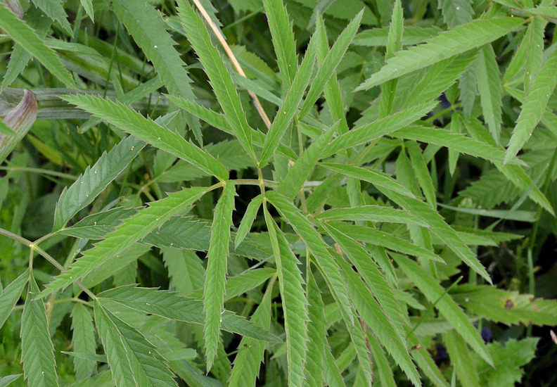 Image of spotted water hemlock