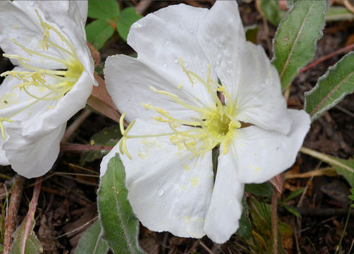 Imagem de Oenothera cespitosa Nutt.