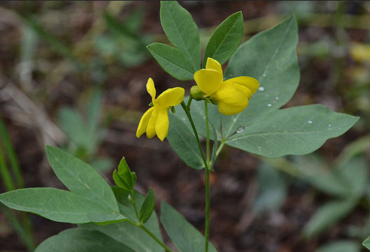 صورة Thermopsis rhombifolia (Pursh) Richardson