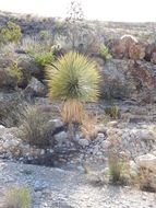 Слика од Yucca thompsoniana Trel.