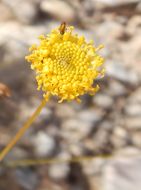 Image de Thelesperma longipes A. Gray