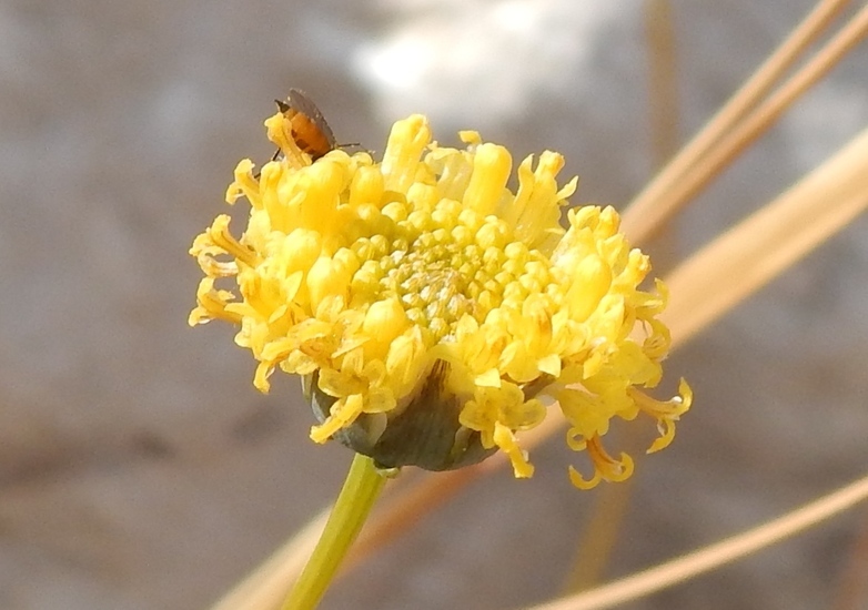 Image of longstalk greenthread