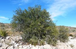 Image de Diospyros texana Scheele