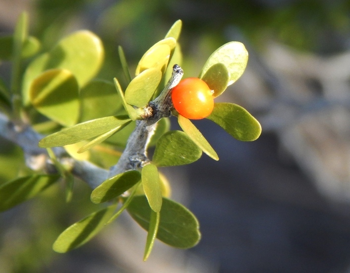 Image of desert yaupon