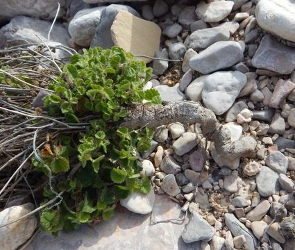 Image de Acalypha monostachya Cav.