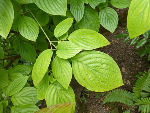 Cornus sessilis Torr. resmi