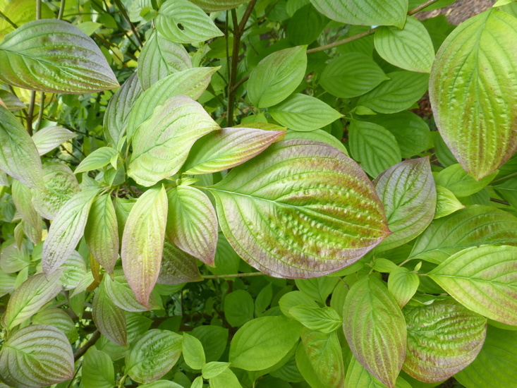 Image of blackfruit dogwood