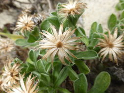 Imagem de Heterotheca sessiliflora subsp. bolanderi (A. Gray) J. C. Semple