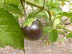 Image of Catalina nightshade