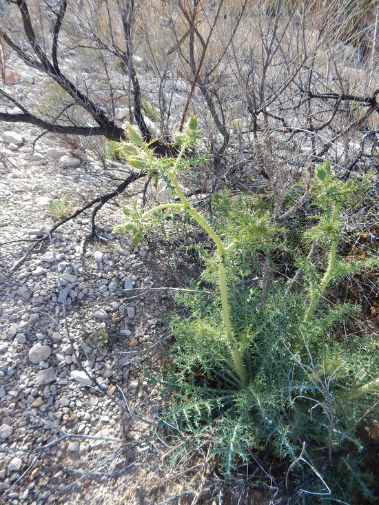 Image of Chisos Mountain pricklypoppy