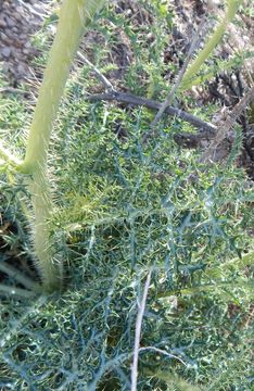 Image of Chisos Mountain pricklypoppy