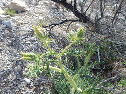 Image of Chisos Mountain pricklypoppy