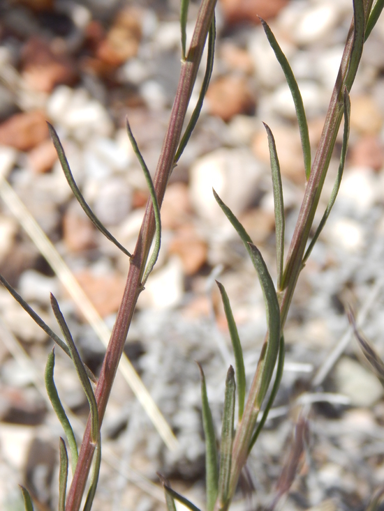 Image of white milkwort