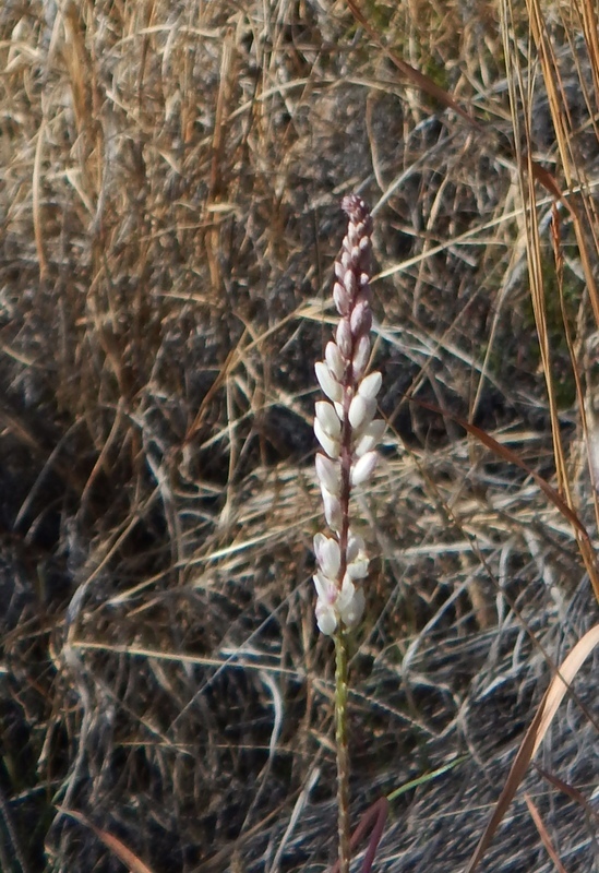 Image of white milkwort