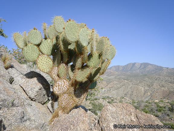 Image of Dollar-joint Prickly-pear