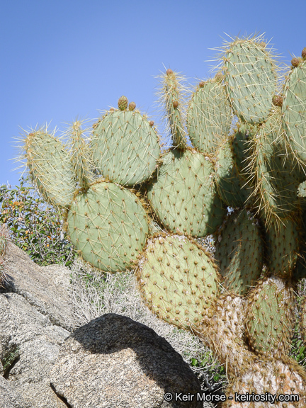 Image of Dollar-joint Prickly-pear