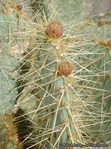 Image of Dollar-joint Prickly-pear