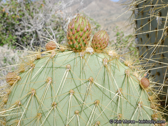 Image of Dollar-joint Prickly-pear