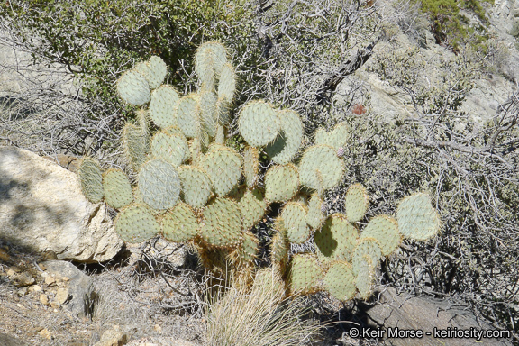 Image of Dollar-joint Prickly-pear