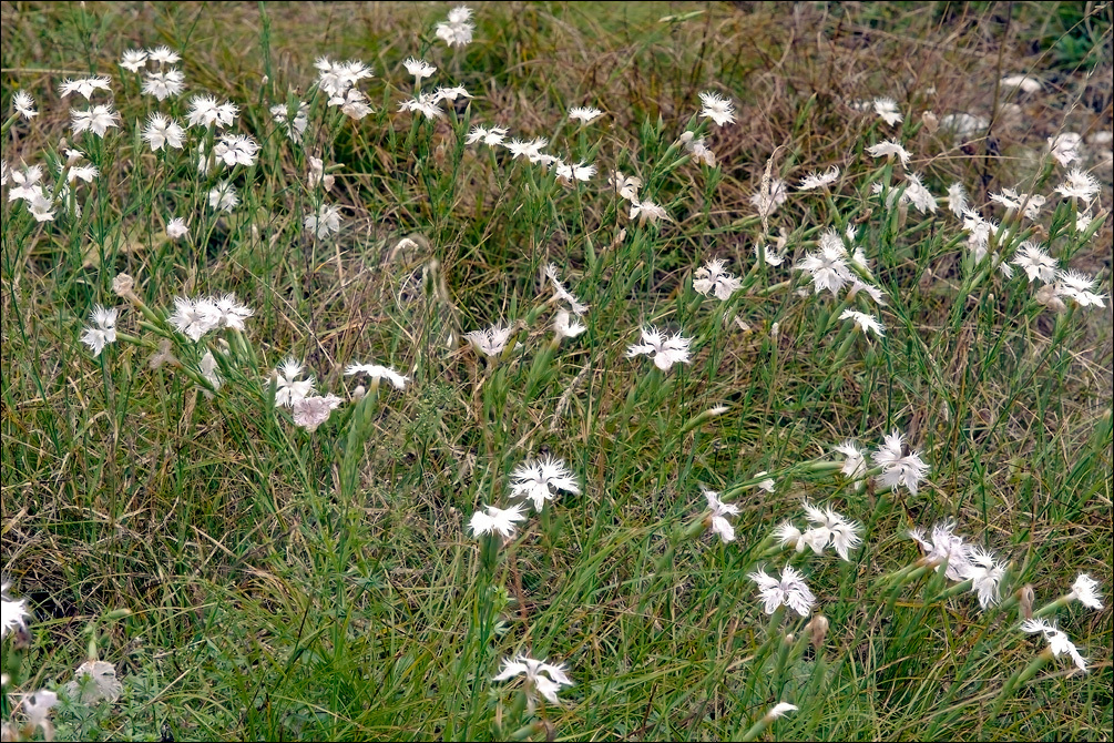 صورة <i>Dianthus hyssopifolius</i>