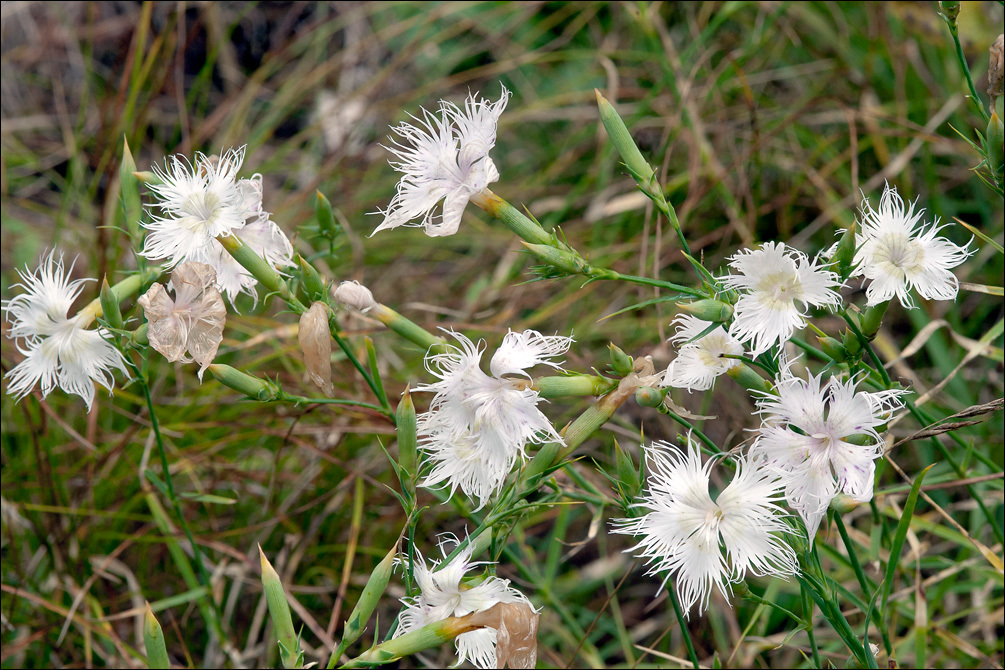 صورة <i>Dianthus hyssopifolius</i>