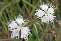 صورة <i>Dianthus hyssopifolius</i>