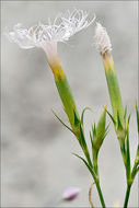 صورة <i>Dianthus hyssopifolius</i>