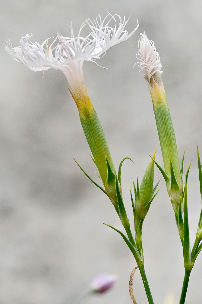 صورة <i>Dianthus hyssopifolius</i>