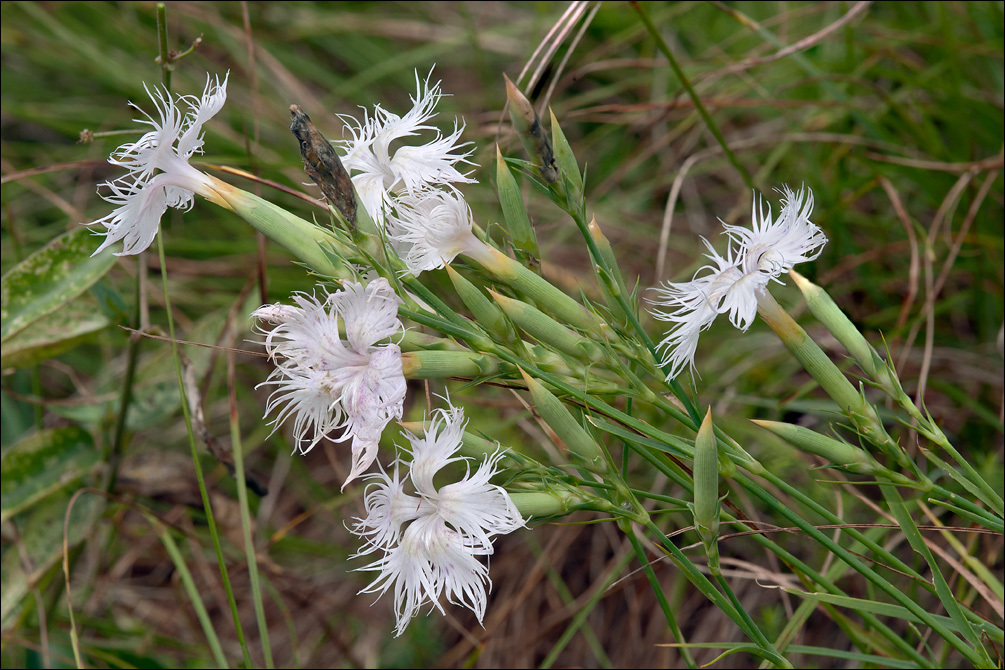 صورة <i>Dianthus hyssopifolius</i>