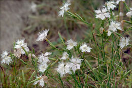 صورة <i>Dianthus hyssopifolius</i>