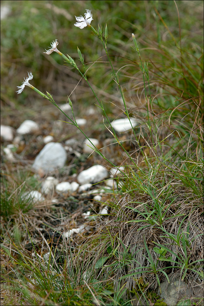 صورة <i>Dianthus hyssopifolius</i>