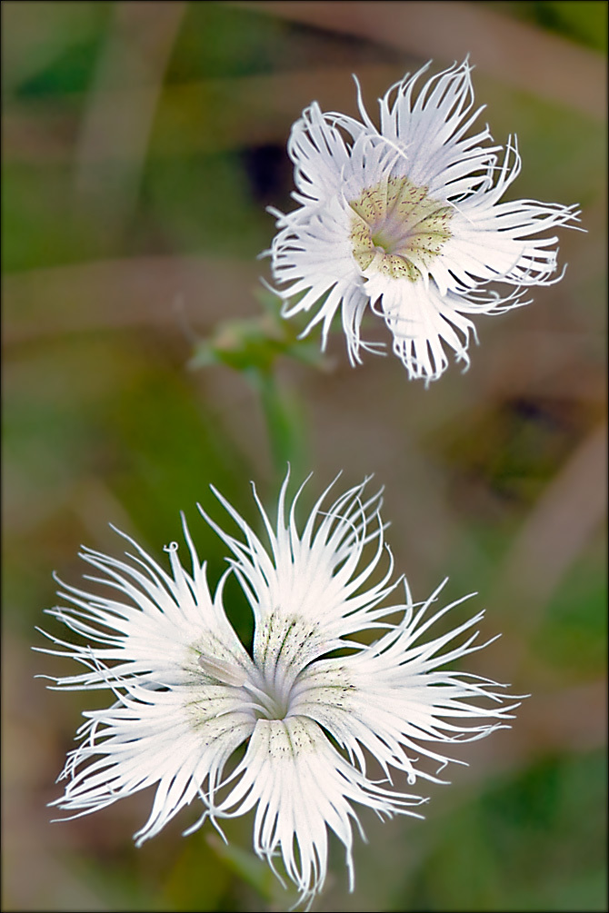 صورة <i>Dianthus hyssopifolius</i>