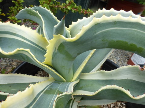 Agave gypsophila Gentry resmi