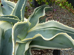 Agave gypsophila Gentry resmi