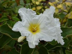 Image de Cordia boissieri A. DC.