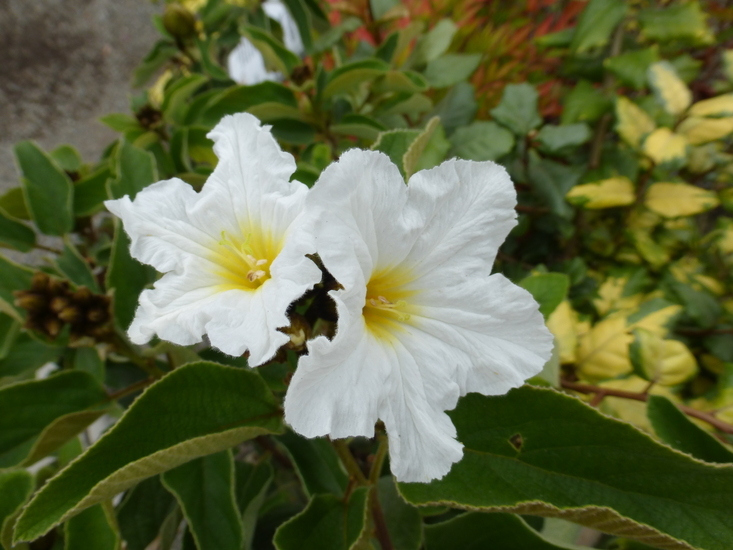 Image de Cordia boissieri A. DC.