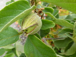 Image de Cordia boissieri A. DC.