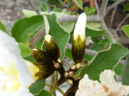 Image de Cordia boissieri A. DC.