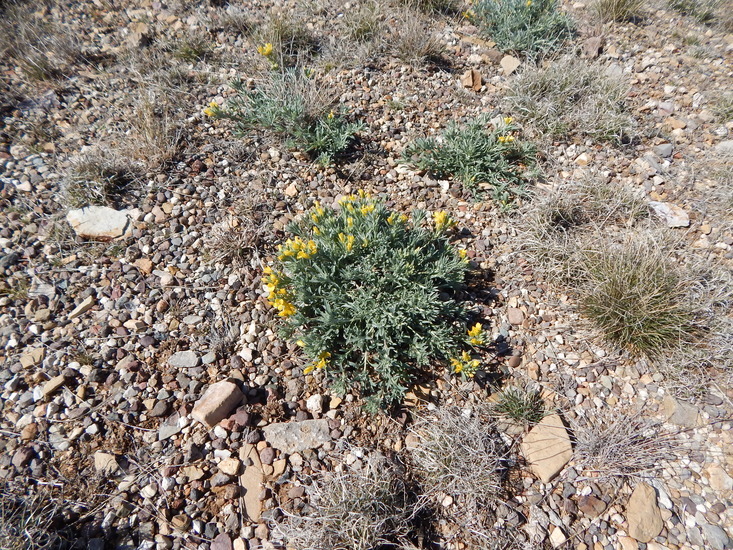 Image of Fendler's bladderpod