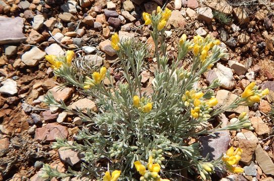 Image of Fendler's bladderpod