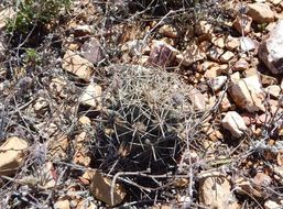 Image of Scheer's beehive cactus