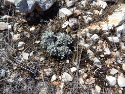 صورة Eriogonum tenellum var. platyphyllum (Torrey ex Benth.) Torrey