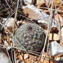 Image of whitecolumn foxtail cactus