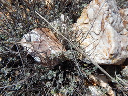 Image of Gregg's prairie clover