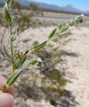 Image of flatspine stickseed