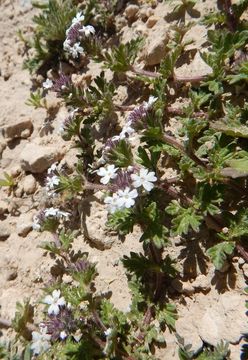 Sivun Glandularia pumila (Rydb.) Umber kuva