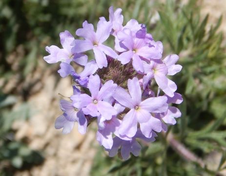 Image of Dakota mock vervain